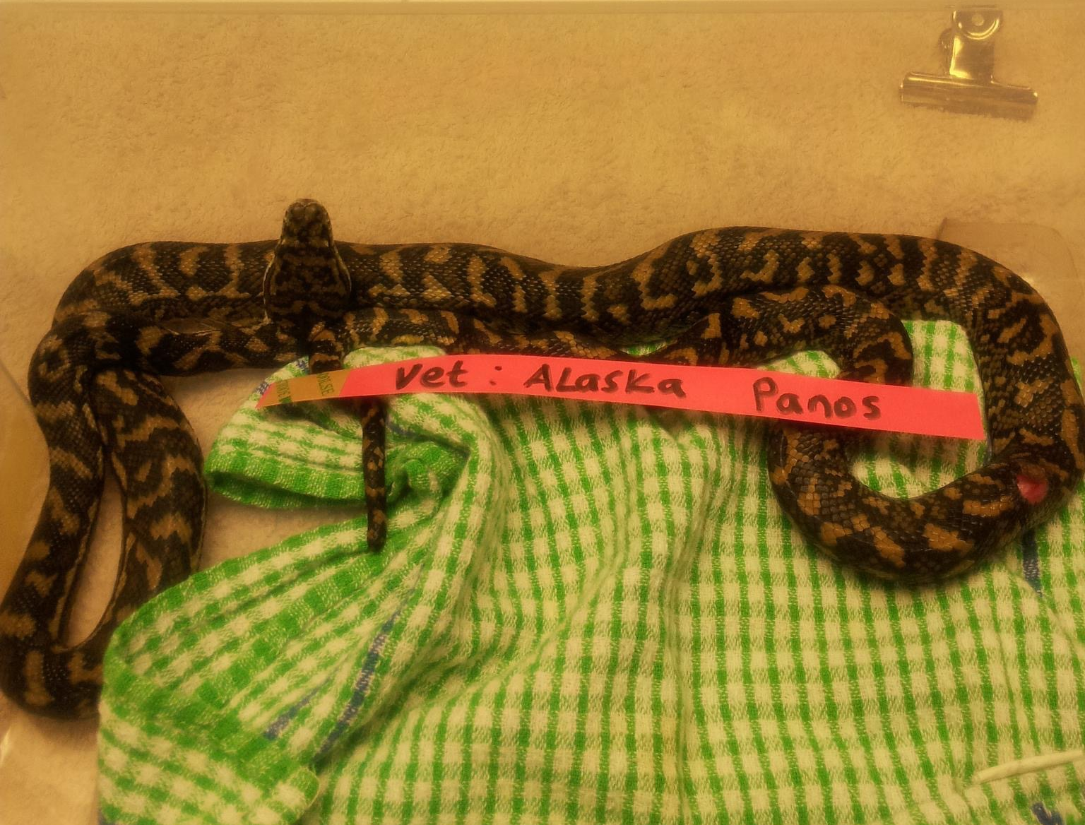 Injured carpet python